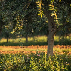 Familia Zuccardi Arauco Extra-Virgin Olive Oil Pantry Manicaretti 