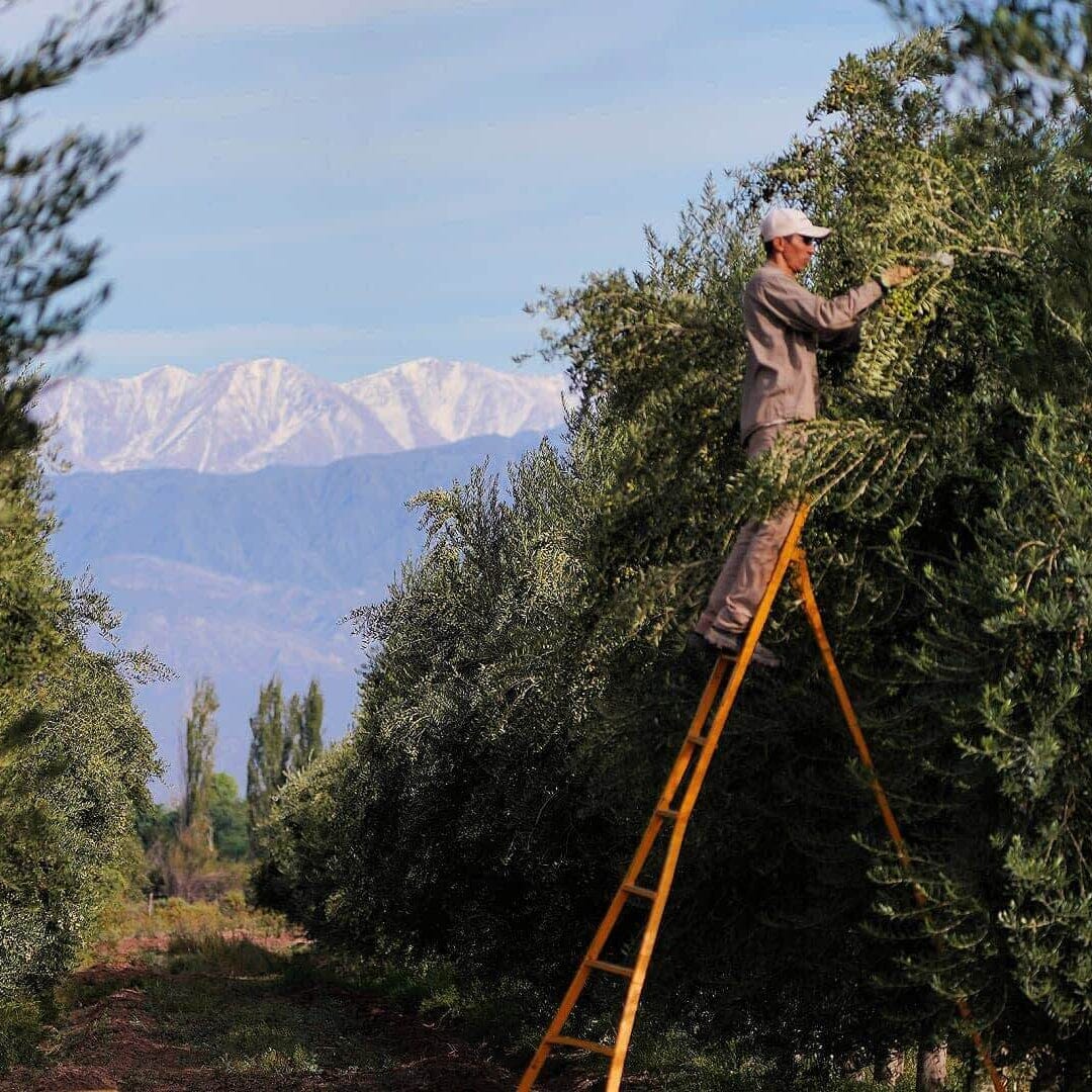 Familia Zuccardi Arauco Extra-Virgin Olive Oil Pantry Manicaretti 