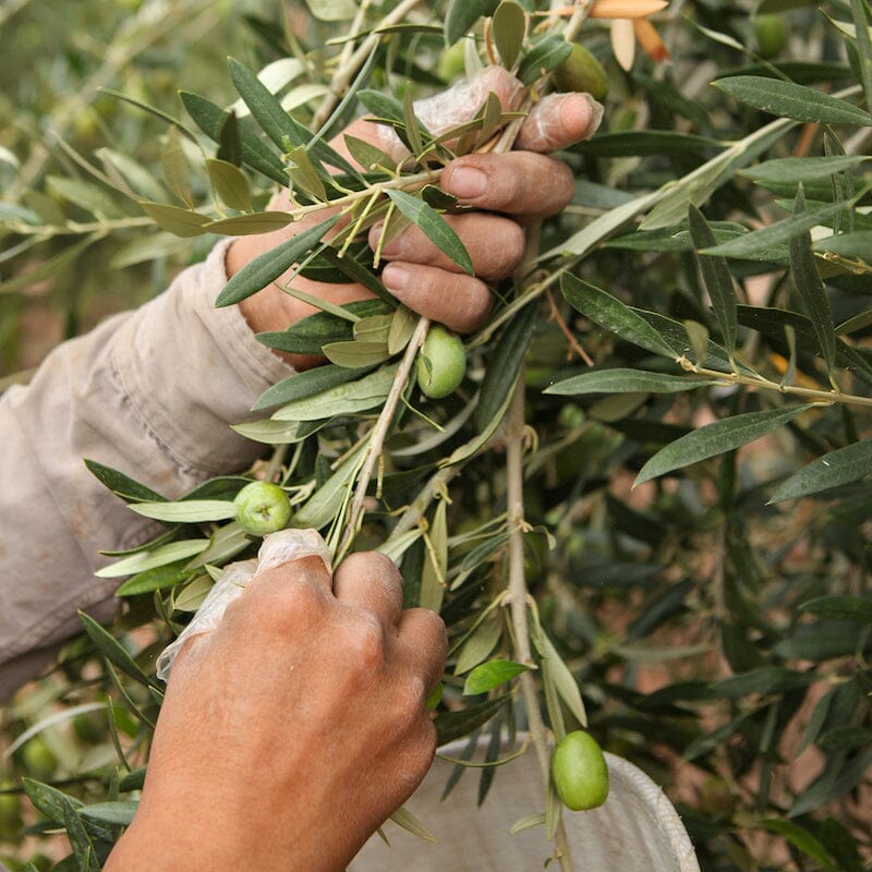 Familia Zuccardi Arauco Extra-Virgin Olive Oil Pantry Manicaretti 